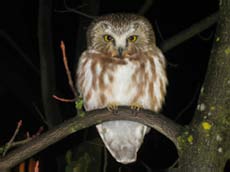 Ozzy Day, Vancouver & Baby Owl